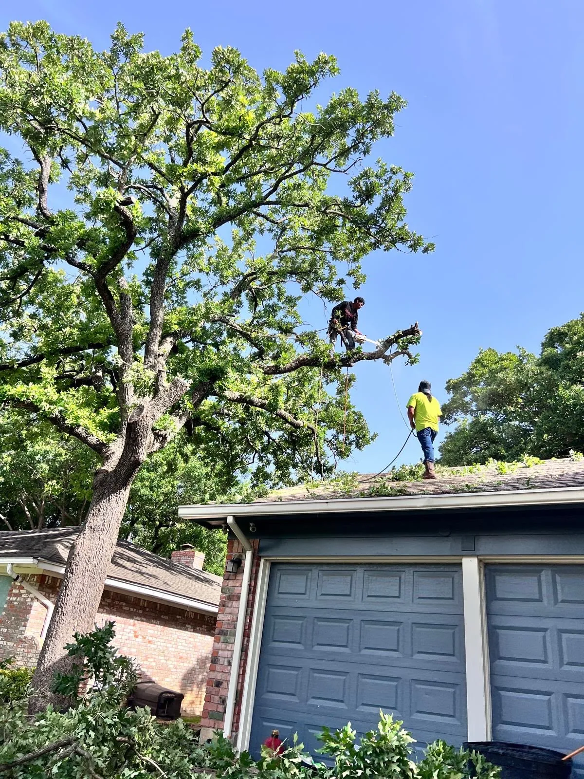 Professional Tree Trimming & Pruning