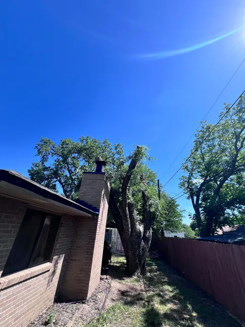 Tree Topping & Height Assessment — work photo 1