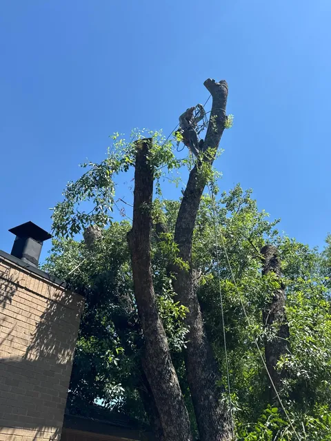 Tree Topping & Height Assessment — work photo 4