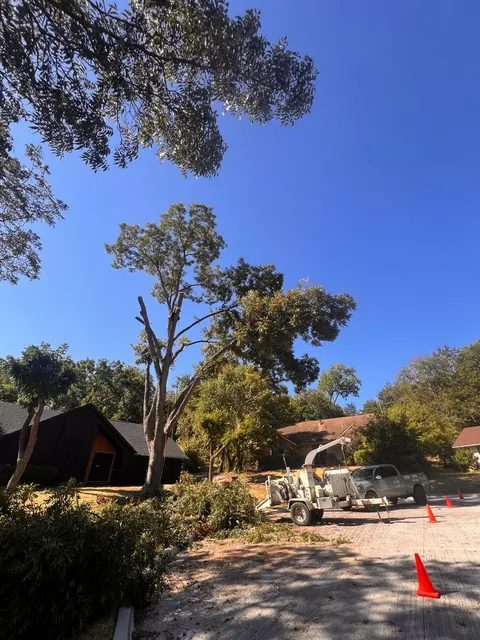 Tree Topping & Height Assessment — work photo 5
