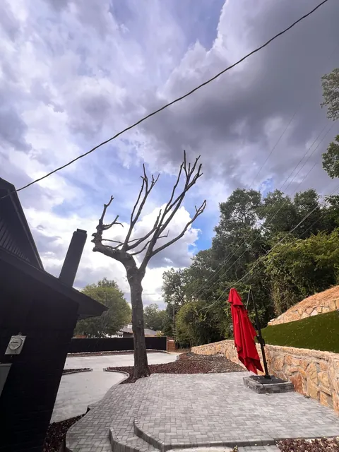 Tree Topping & Height Assessment — work photo 6