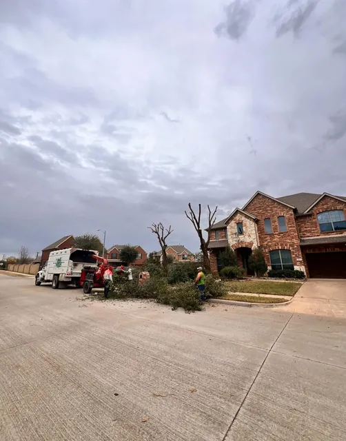 Tree Topping & Height Assessment — work photo 7