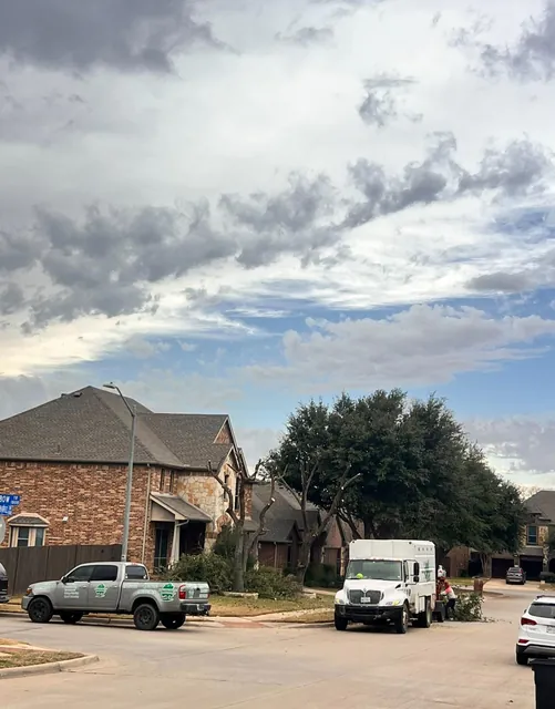 Tree Topping & Height Assessment — work photo 8