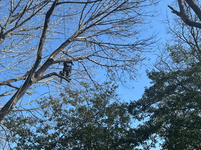 Recorte y poda de árboles — foto del trabajo 2
