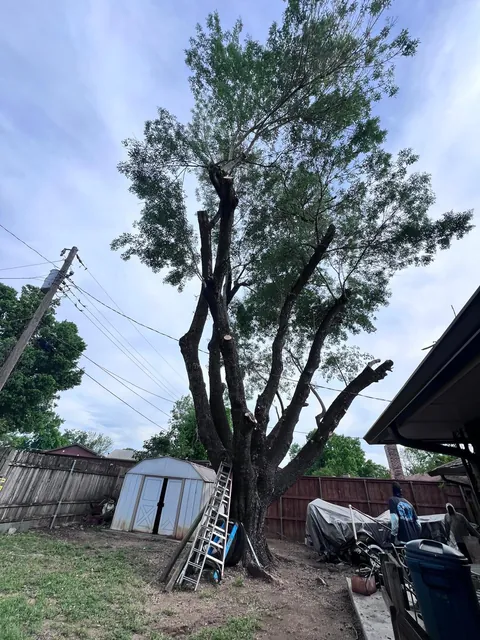 Recorte y poda de árboles — foto del trabajo 5