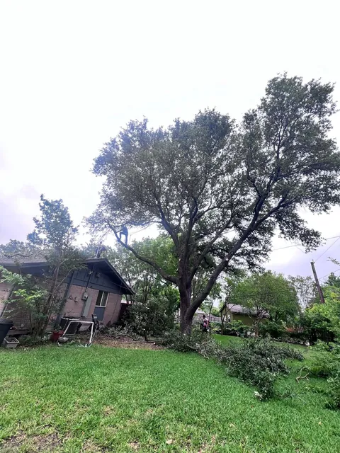 Recorte y poda de árboles — foto del trabajo 7