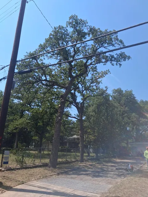 Recorte y poda de árboles — foto del trabajo 10