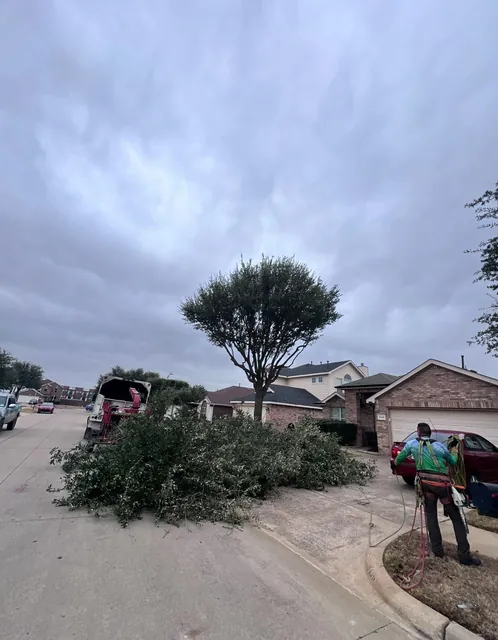Recorte y poda de árboles — foto del trabajo 17